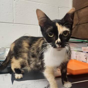 Kayla -  Domestic Short Hair Cat for Adoption in Evensville, Tennessee - Kayla | PetCurious