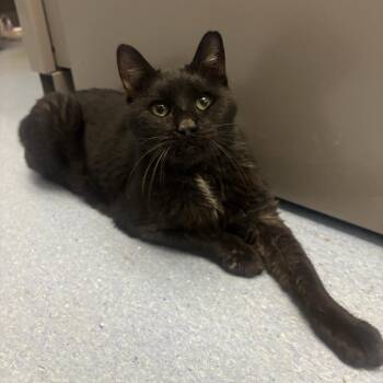 Titus -  Domestic Short Hair Cat for Adoption in Fairport, New York - Titus | PetCurious