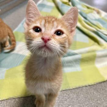 Domestic Short Hair Cats Available for Adoption in Carencro, Louisiana - Citron | PetCurious