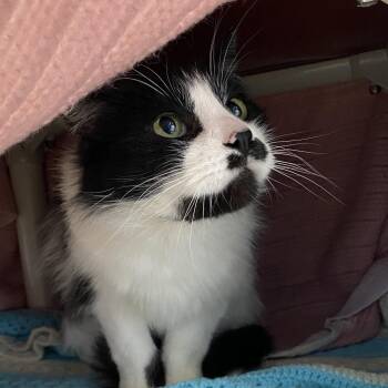 Domestic Short Hair Cats Available for Adoption in Walker, Michigan - Yin | PetCurious