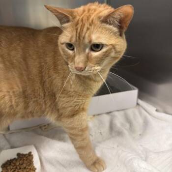 Doohickey -  Domestic Short Hair Cat for Adoption in Richmond, Virginia - Doohickey | PetCurious