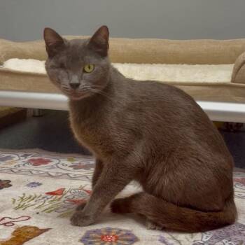 Fetty -  Domestic Short Hair Cat for Adoption in Wichita, Kansas - Fetty | PetCurious