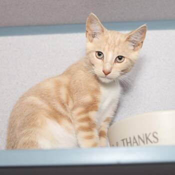 Bean -  Domestic Short Hair Cat for Adoption in Evansville, Indiana - Bean | PetCurious