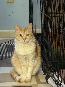 Rescue Domestic Short Hair Cats for Adoption - Layla | PetCurious