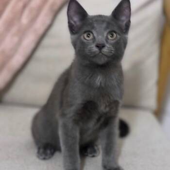 Coal -  Domestic Short Hair Cat for Adoption in Brownsboro, Alabama - Coal | PetCurious