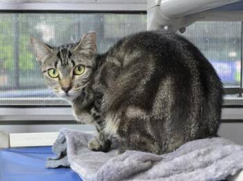 Kiwi -  Domestic Short Hair Cat for Adoption in Austin, Texas - Kiwi | PetCurious