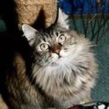 Domestic Long Hair Cats Available for Adoption in Pasadena, California - Bailey | PetCurious