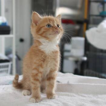 Marigold -  Domestic Medium Hair Cat for Adoption in Chapel Hill, North Carolina - Marigold | PetCurious