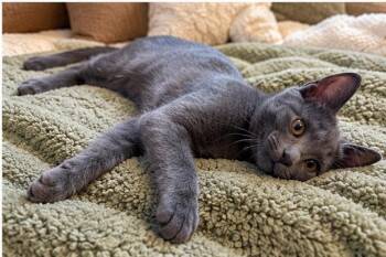 Opie -  Russian Blue and Domestic Short Hair Cat for Adoption in Knoxville, Tennessee - Opie | PetCurious