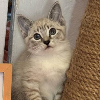 Wasabi -  Domestic Short Hair Cat for Adoption in Avon, New York - Wasabi | PetCurious