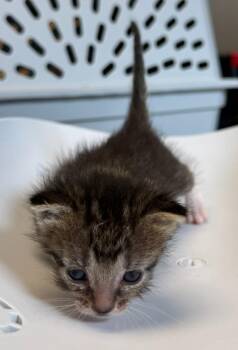Raven -  Domestic Short Hair Cat for Adoption in Black Eagle, Montana - Raven | PetCurious