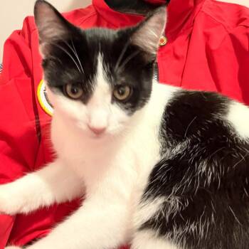 Patchy -  Domestic Short Hair Cat for Adoption in Royal Oak, Michigan - Patchy | PetCurious