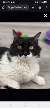Rescue Domestic Long Hair Cats for Adoption in Phoenix, Arizona - Elphaba Wiz | PetCurious