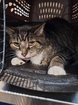 Toby -  Domestic Short Hair Cat for Adoption in Montreal, Quebec - Toby | PetCurious
