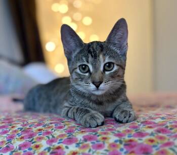 Greta Jay -  Domestic Short Hair and Torbie Cat for Adoption in Chandler, Arizona - Greta Jay | PetCurious