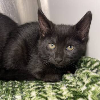 Rescue Domestic Short Hair Cats for Adoption in Los Angeles, California - Hogar | PetCurious