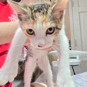 Bonnie -  Domestic Short Hair Cat for Adoption in Leander, Texas - Bonnie | PetCurious