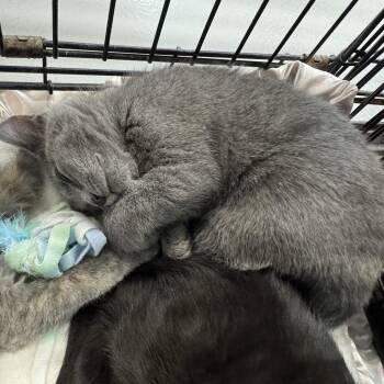 Mae -  Domestic Short Hair Cat for Adoption in Morris, Minnesota - Mae | PetCurious