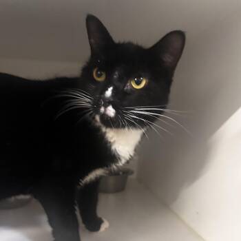 Freya -  Domestic Short Hair Cat for Adoption in Dearborn, Michigan - Freya | PetCurious