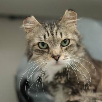 Tammy Two Tips -  Domestic Short Hair Cat for Adoption in Philadelphia, Pennsylvania - Tammy Two Tips | PetCurious