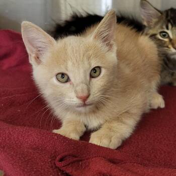 Cheez Whiz -  Domestic Short Hair Cat for Adoption in Lake Panasoffkee, Florida - Cheez Whiz | PetCurious
