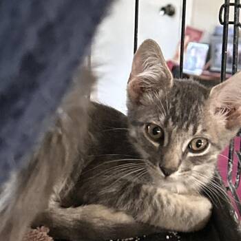 Freddy -  Domestic Short Hair Cat for Adoption in League City, Texas - Freddy | PetCurious