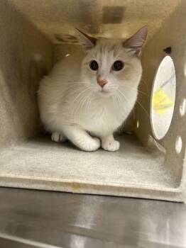 Little Prince -  Domestic Short Hair Cat for Adoption in Fruit Heights, Utah - Little Prince | PetCurious