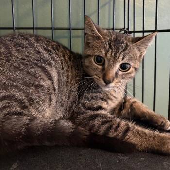 Mort -  Domestic Short Hair Cat for Adoption in Johnstown, Pennsylvania - Mort | PetCurious