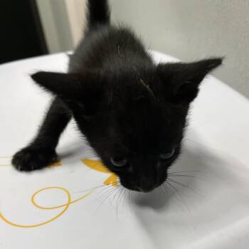 Diana -  Domestic Short Hair Cat for Adoption in Tampa, Florida - Diana | PetCurious