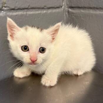 Domestic Short Hair Cats Available for Adoption in Tuscaloosa, Alabama - TUSC-Stray-84284 | PetCurious