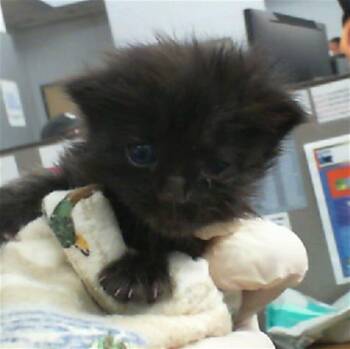 Rescue Domestic Medium Hair Cats for Adoption in Dallas, Texas - SOOT | PetCurious