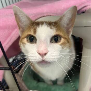 Little Man -  Domestic Short Hair Cat for Adoption in New Castle, Delaware - Little Man | PetCurious