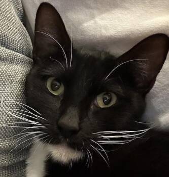 Juliebee -  Tuxedo and Domestic Short Hair Cat for Adoption in North Highlands, California - Juliebee | PetCurious