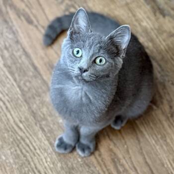Rescue Domestic Short Hair Cats for Adoption in Los Angeles, California - Bing Clawsby | PetCurious