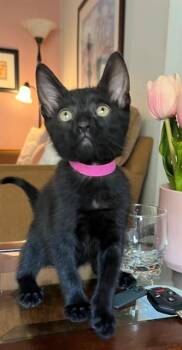 FLORENCE -  Domestic Short Hair Cat for Adoption in Sacramento, California - FLORENCE | PetCurious