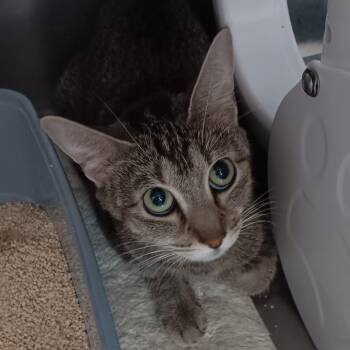 Mama -  Domestic Short Hair Cat Available for Adoption in Jupiter, Florida - Mama | PetCurious