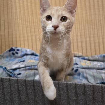 Crush -  Domestic Short Hair Cat for Adoption in Warr Acres, Oklahoma - Crush | PetCurious