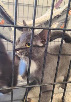Rescue Domestic Short Hair Cats for Adoption in Portland, Indiana - Hurly-Burly | PetCurious