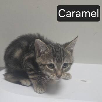 Caramel -  Domestic Short Hair Cat for Adoption in Snow Hill, North Carolina - Caramel | PetCurious