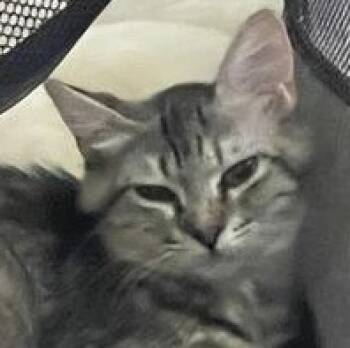 Olivia -  Domestic Medium Hair Cat for Adoption in Liverpool, Texas - Olivia | PetCurious