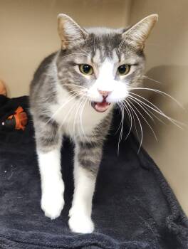 Rescue Domestic Short Hair Cats for Adoption in Clayton, New Jersey - Stardust | PetCurious