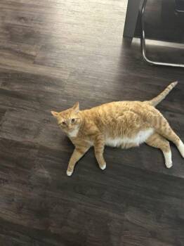 Achilles -  Domestic Short Hair Cat for Adoption in West Chester, Pennsylvania - Achilles | PetCurious