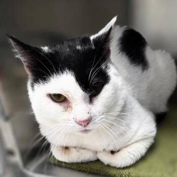 Domestic Short Hair Cats Available for Adoption - Griffin | PetCurious