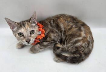 Opal -  Domestic Short Hair and Torbie Cat for Adoption in Magnolia Springs, Alabama - Opal | PetCurious