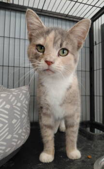 Rescue Domestic Short Hair and Dilute Tortoiseshell Cats for Adoption in Montello, Wisconsin - Zeva | PetCurious