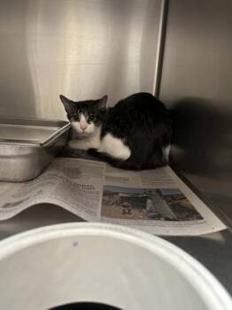 Domestic Short Hair Cats Available for Adoption - Cream | PetCurious