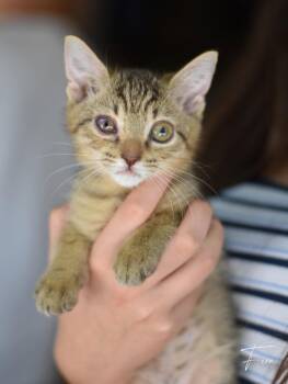 Fern -  Tabby Cat for Adoption in Montgomery, Texas - Fern | PetCurious