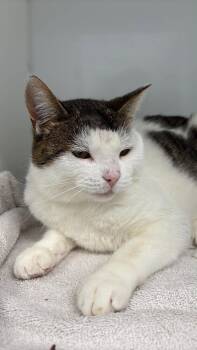 ZAZOU -  Domestic Short Hair Cat for Adoption in Delson, Quebec - ZAZOU | PetCurious