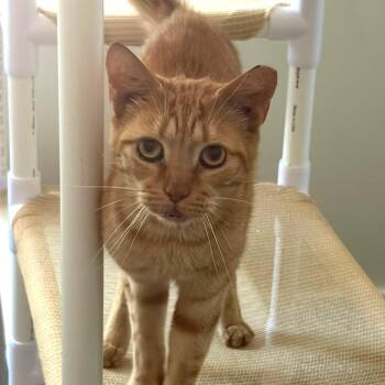 Maverick -  Domestic Short Hair Cat for Adoption in Buffalo, New York - Maverick | PetCurious