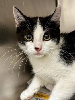 Domestic Short Hair Cats Available for Adoption - Doctor Sassy | PetCurious